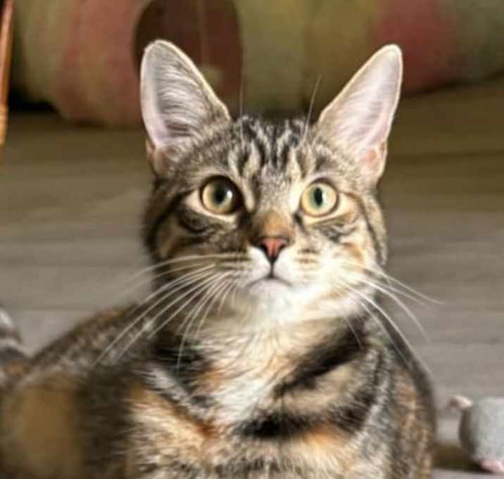 Photo of Frostine