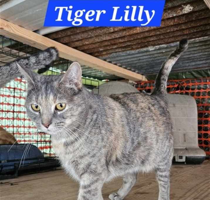 Photo of Tiger Lilly - NC