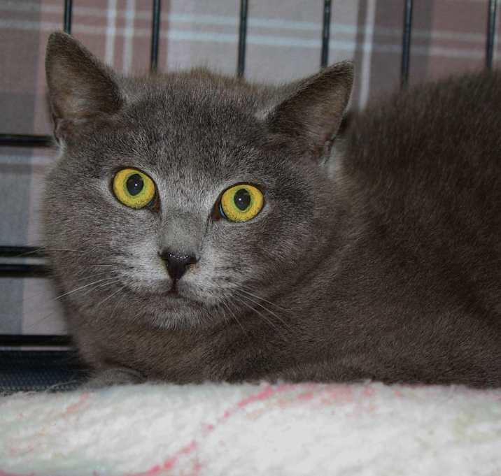 Photo of Beau