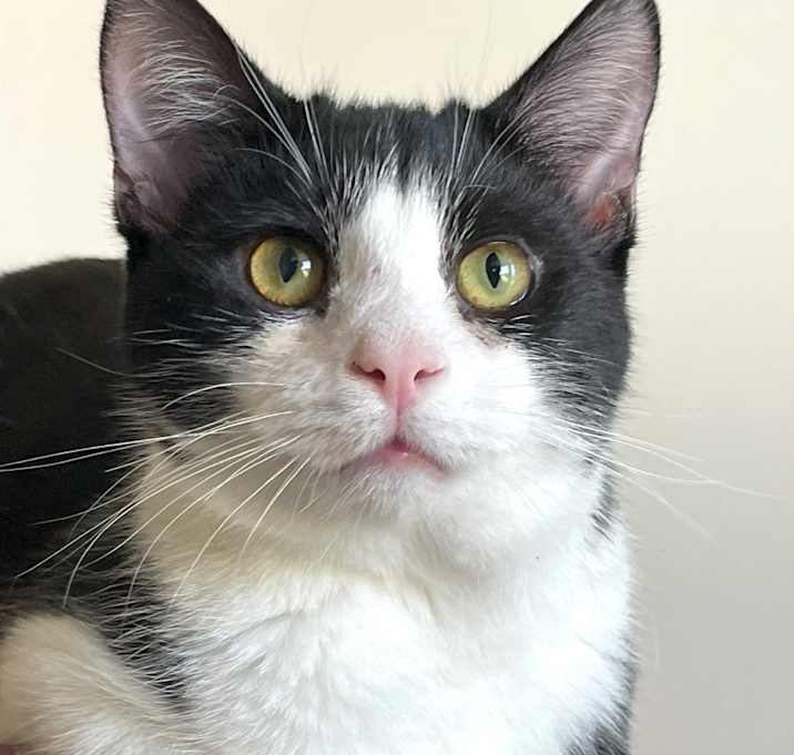 Photo of Pickles