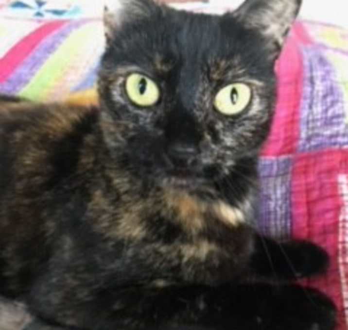 Photo of MUFFY Cuddle Princess