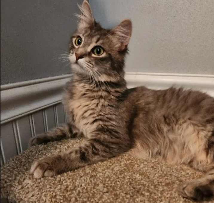 Photo of Oakley (ADOPTED!)
