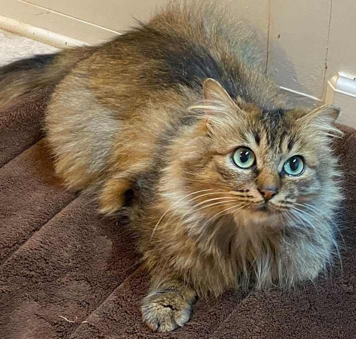 Photo of Belladonna La Floof