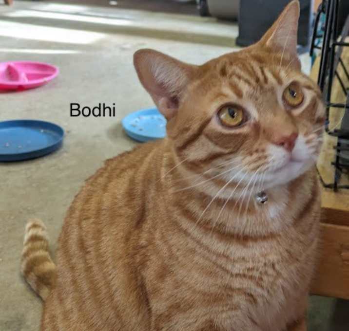 Photo of Bodhi