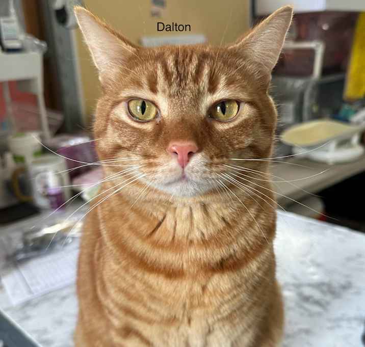 Photo of Dalton