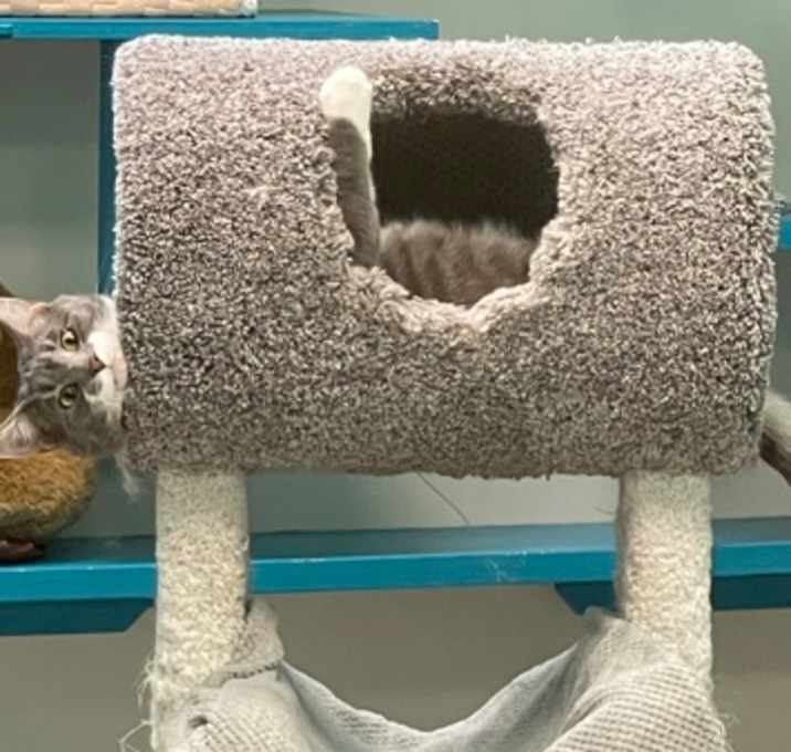 Photo of Dwight-FIV+