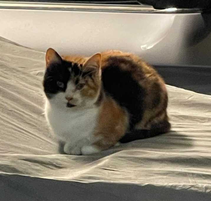Photo of Nyanko-Sensei (ニャンコ先生)