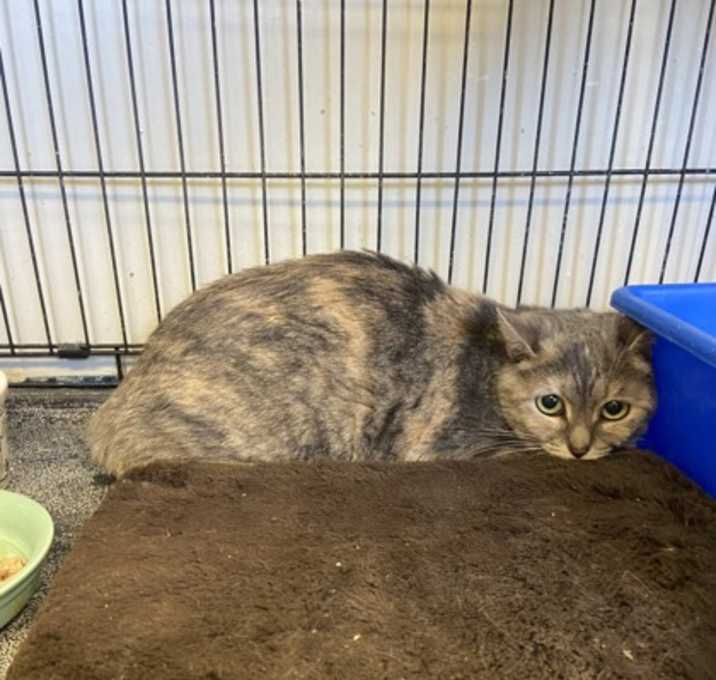 Photo of Tortie