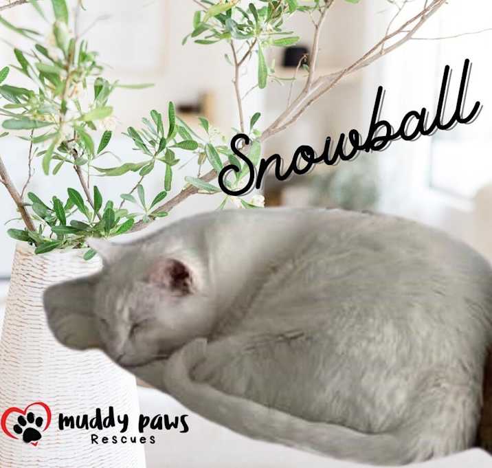 Photo of Snowball (Courtesy Post)