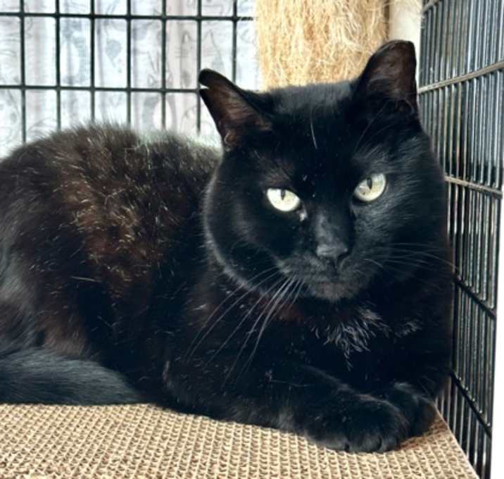 Photo of Velvet