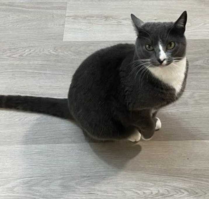 Photo of Meowzer