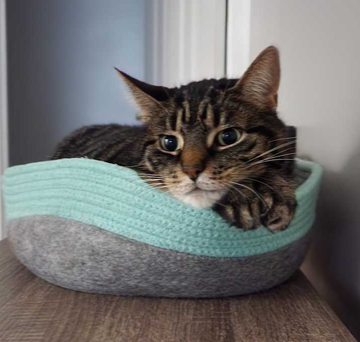 Photo of Mittens