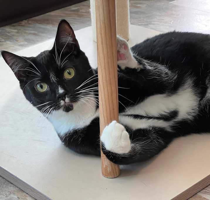 Photo of Tux