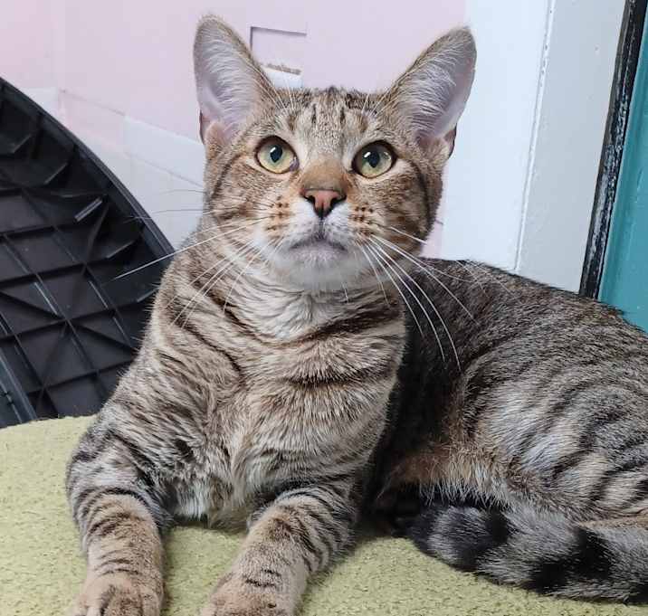 Photo of Taco