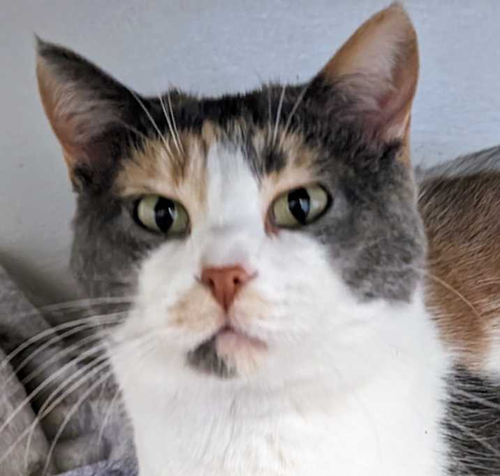 Photo of Suki