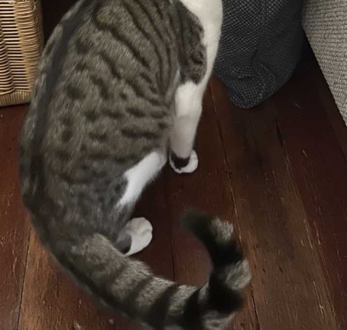Photo of Banjo the Bengal (Napa Petco)