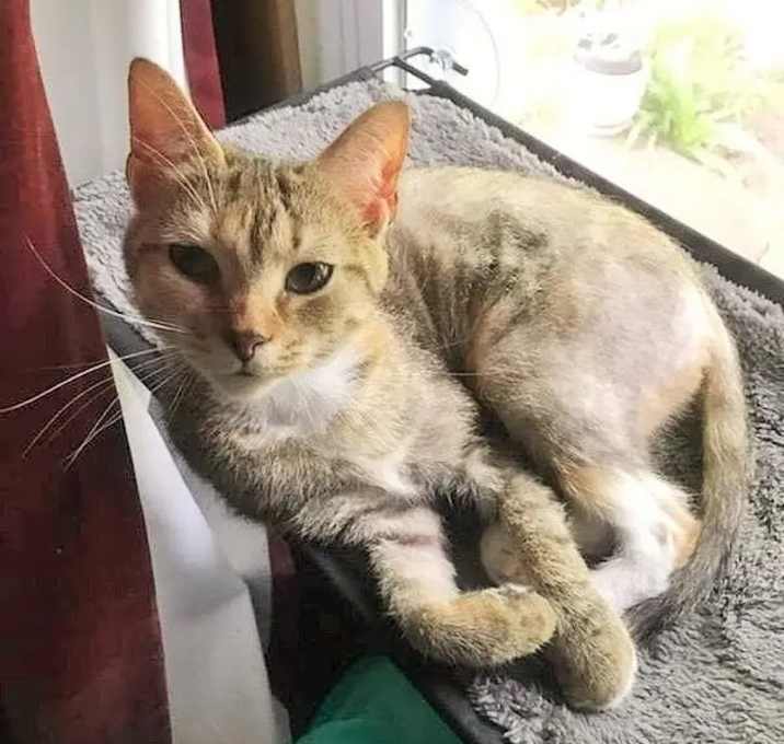 Photo of Sweet Pea