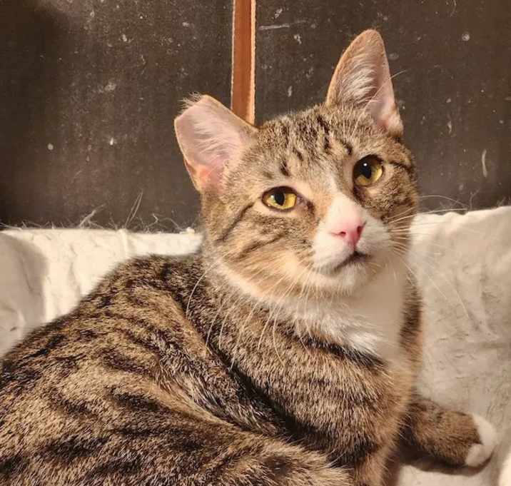 Photo of Bogey
