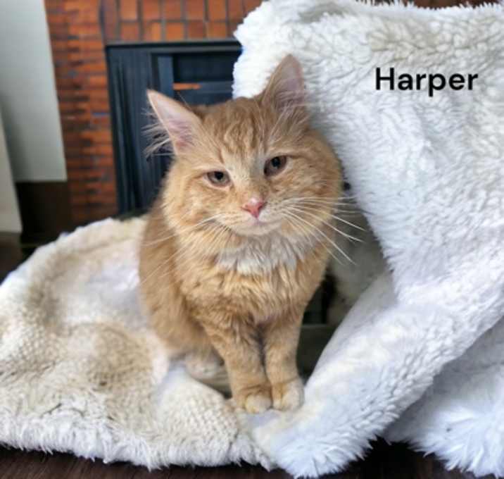Photo of Harper
