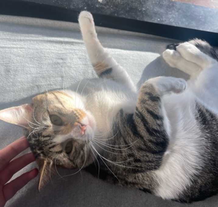 Photo of Pumpkin