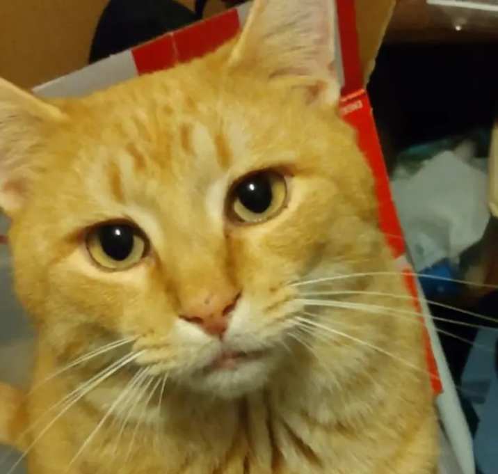 Photo of Squeaks