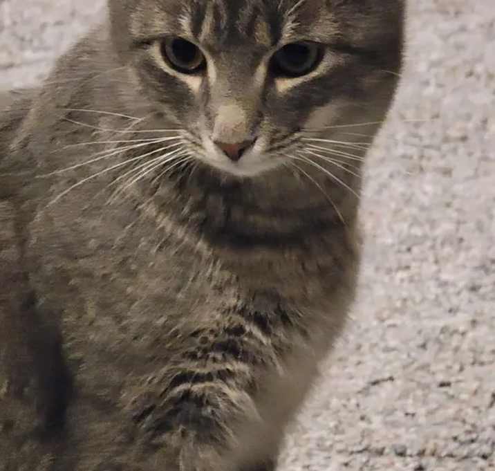 Photo of Kit Kat
