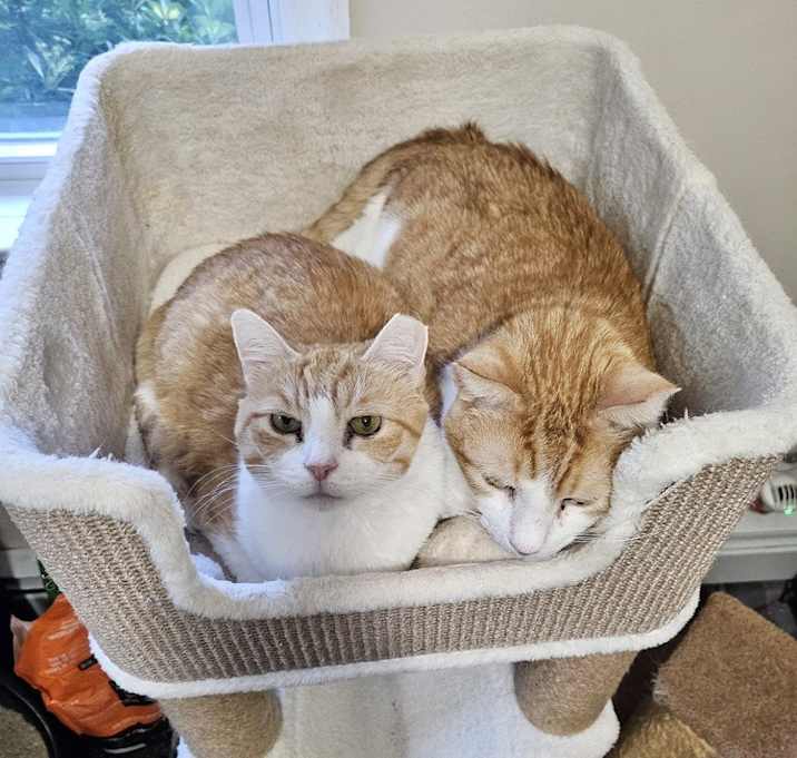 Photo of Nutmeg