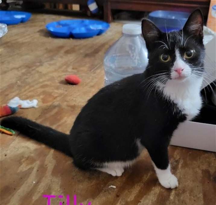 Photo of Tillie