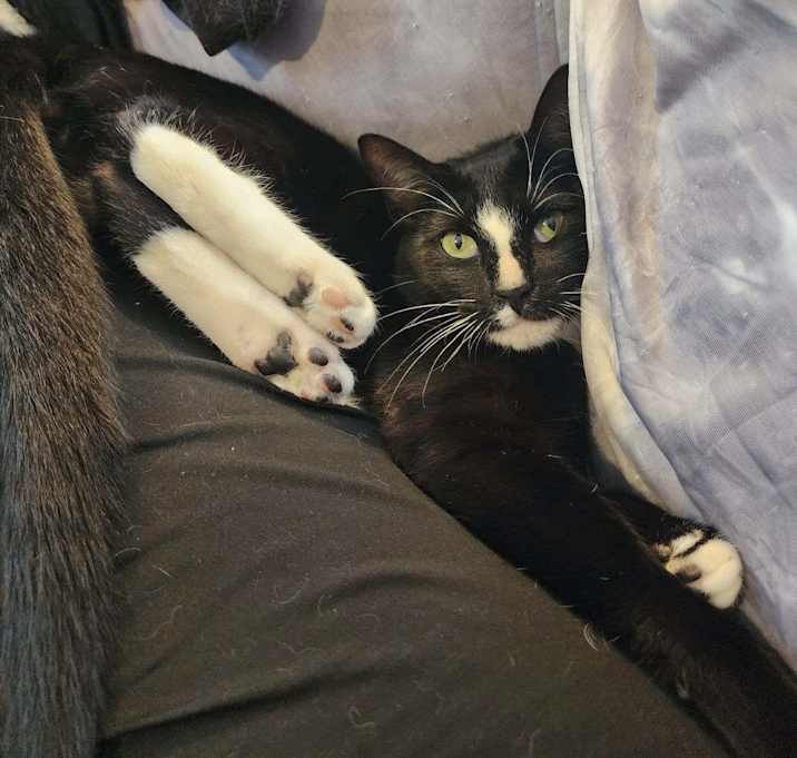Photo of Bowtie