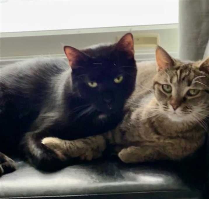 Photo of Peanut Butter (Kitty)