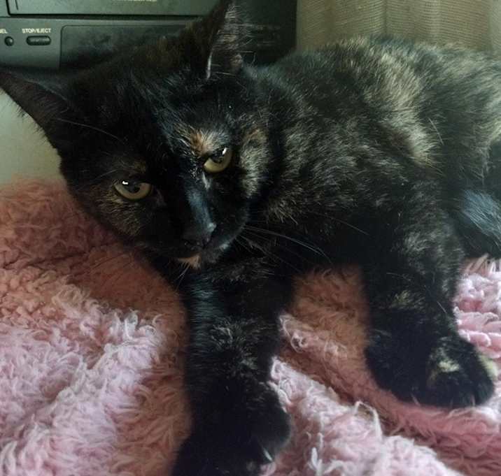 Photo of Shelly (polydactyl)