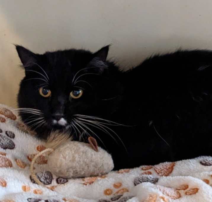 Photo of Tux
