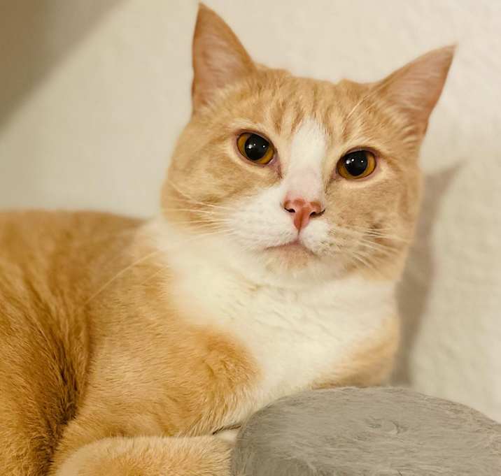 Photo of Harlow