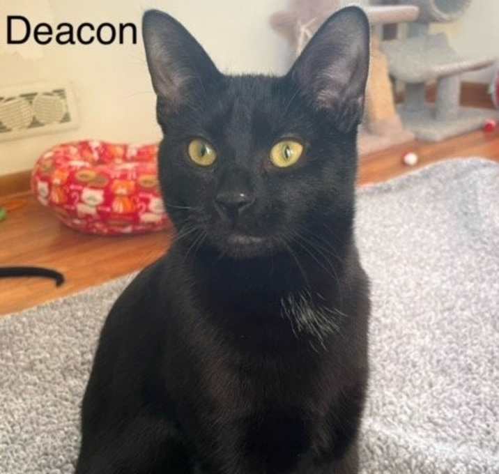 Photo of Deacon