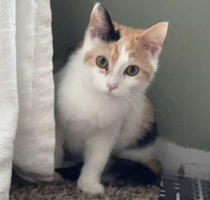 Photo of Moana