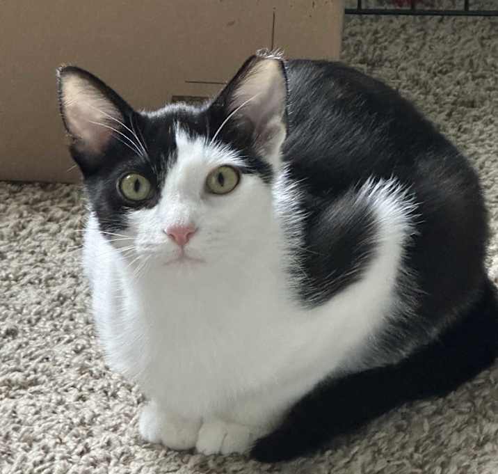 Photo of Chip