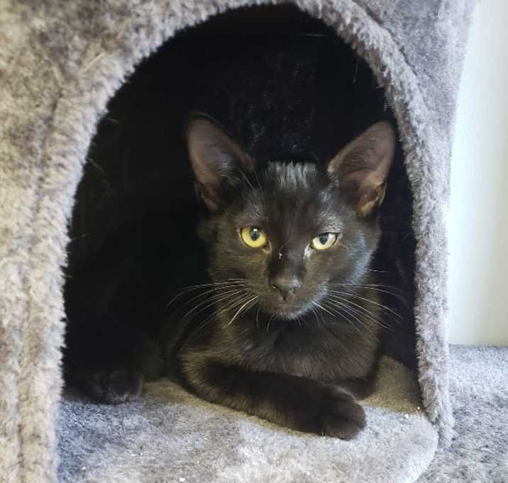 Photo of Lord Elrond