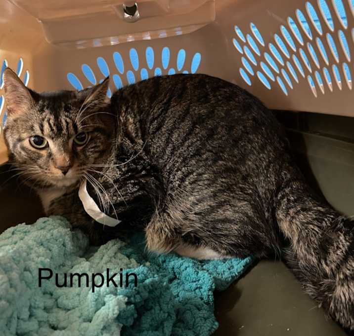Photo of Pumpkin