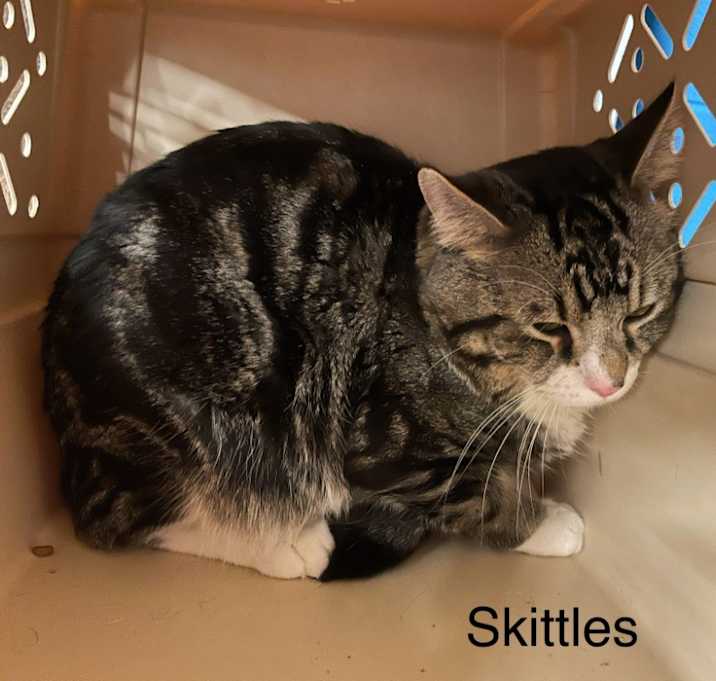 Photo of Skittles