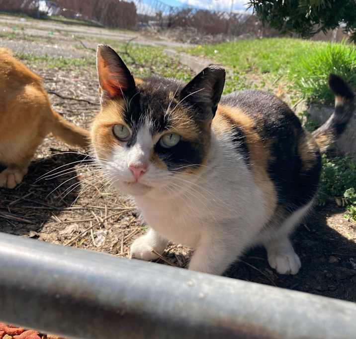Photo of Barn Farm Cats