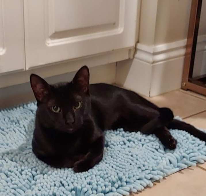 Photo of Toothless