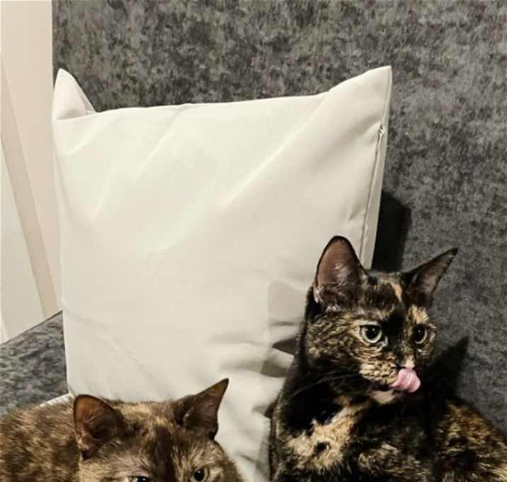Photo of OLIVE & GINGER (BONDED PAIR)(COURTESY POST)