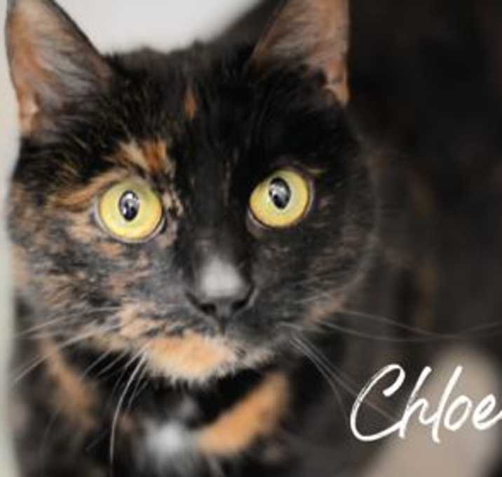 Photo of Chloe