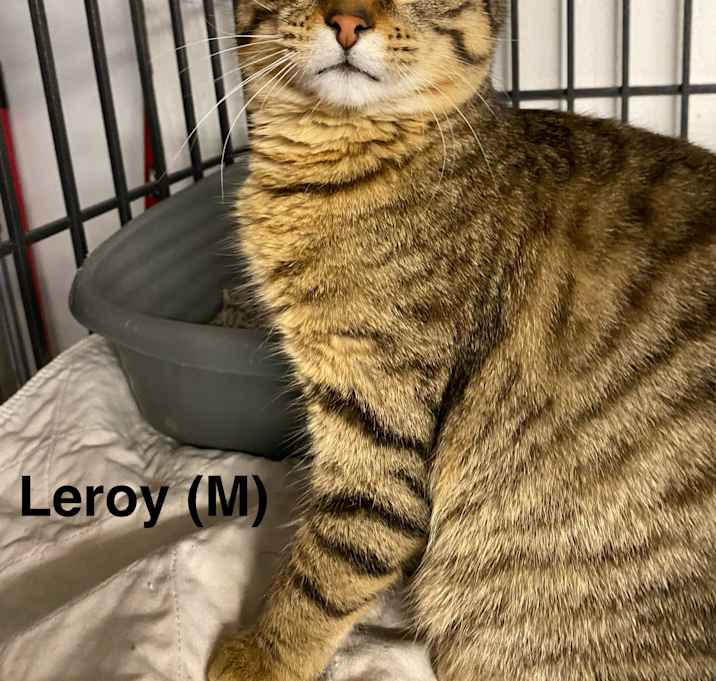 Photo of Leroy