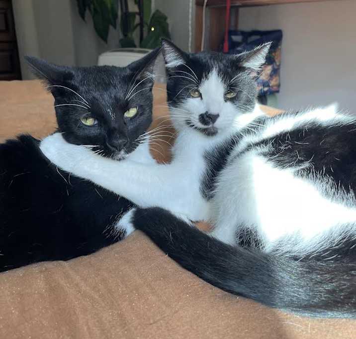 Photo of Shade & Shy