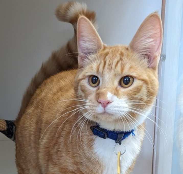 Photo of Cooper- AVAILABLE - BONDED TO