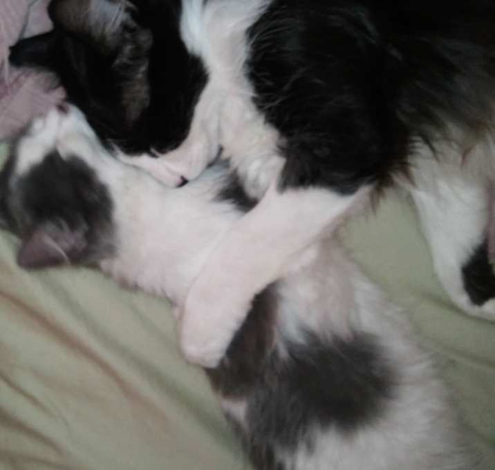 Photo of Fluffy and Baby