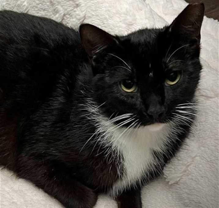 Photo of Snickers C Bell