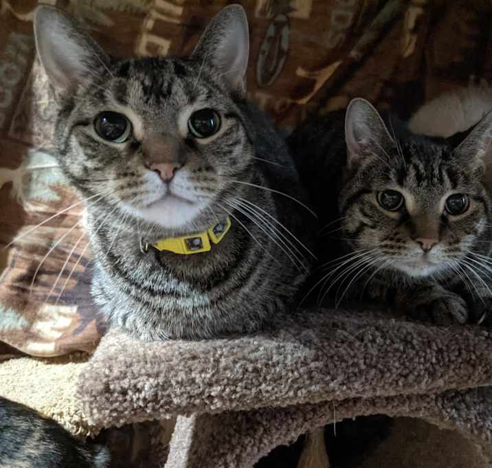 Photo of Simy, Rascal, Twinsy (Trio)