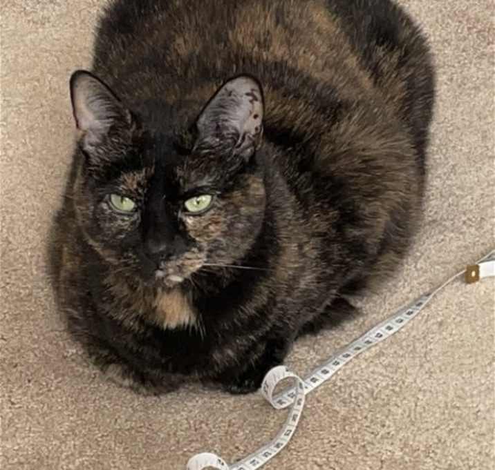 Photo of MAGGIE (COURTESY POST)